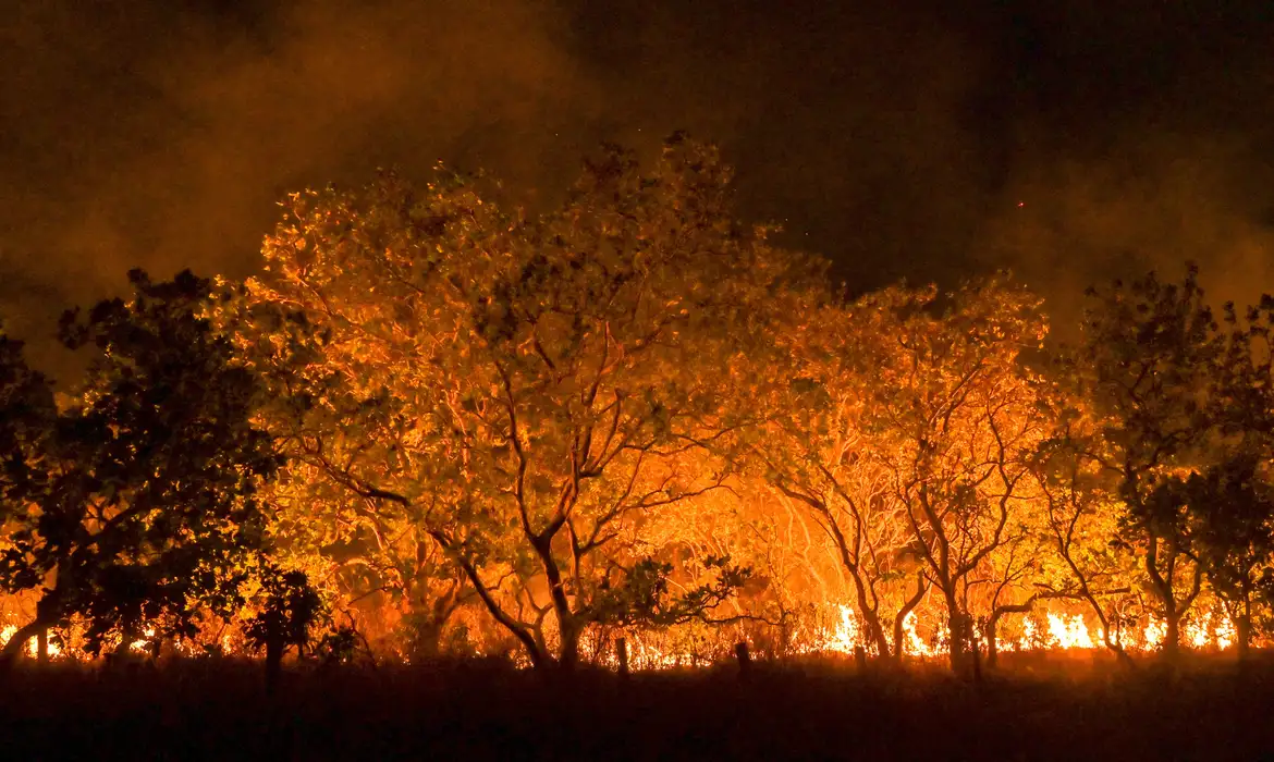 Amazônia tem diversidade empobrecida por incêndios florestais